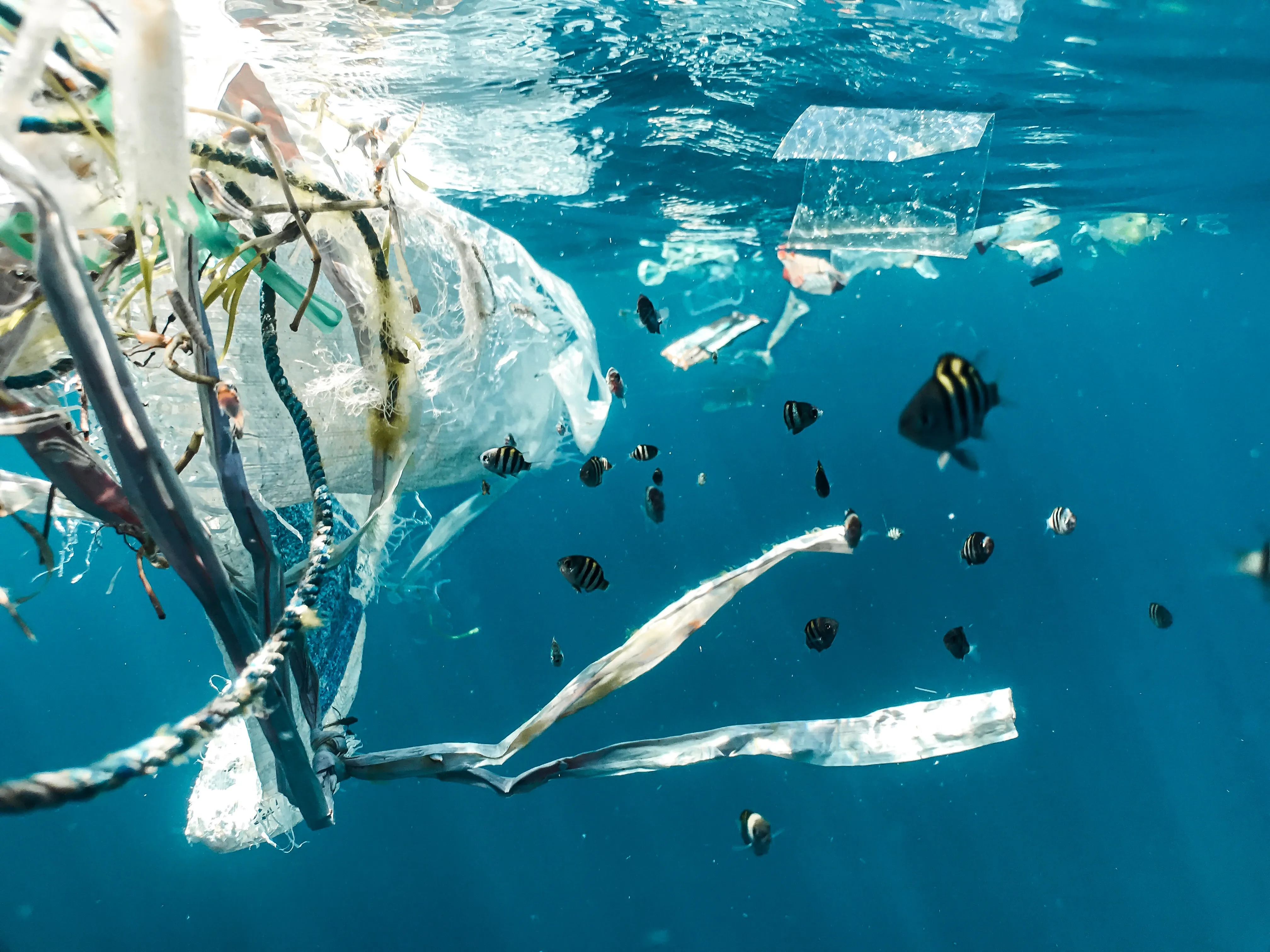 Marine litter header